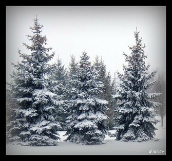 Snowy Trees