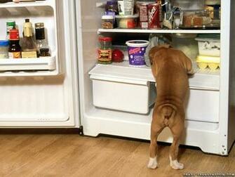 Cute Boxer Boxers Wallpaper