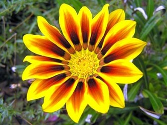 3d Flowers Wallpaper