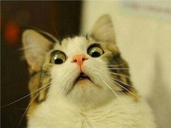 Funny Cat Fail Pics Desktop Wallpaper