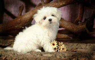 Cute White Puppy HD Wallpaper All Things Furry And Pinter