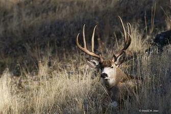 Mule Deer Wallpaper Weddingdressin