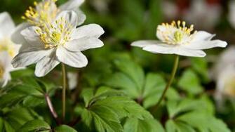 Wood Anemone Wallpaper