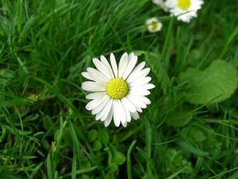 HD Desktop Wallpaper Daisy
