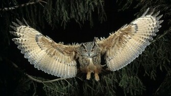 Owl Full HD Wallpaper Desktop