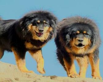 Tibetan Mastiff HD Wallpaper Atlas Animation