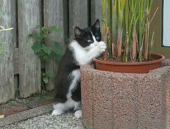 Poes Wallpaper Bureaublad Achtergronden Van