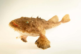 Goosefish Hvr9wf7kr8iwxe9v Wallpaper