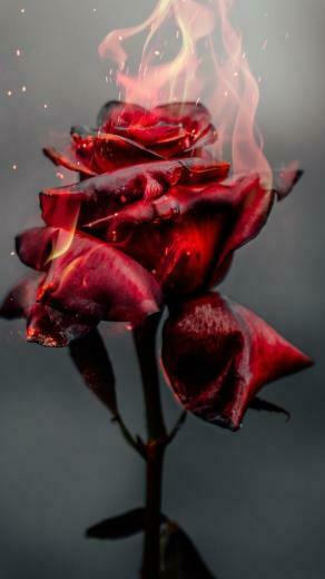 Beautiful Roses Wallpaper Background For iPhone In