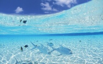 Beach Themed Id