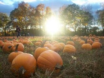 Fall Scenery With Pumpkins The Pumpkin Patch Is Ripe So