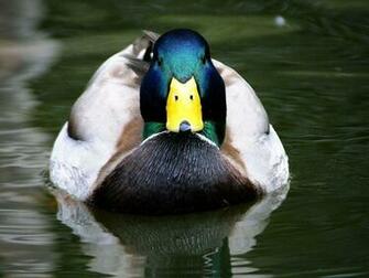 Mallard Duck Wallpaper