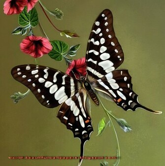 Beautiful Wallpaper Butterflies
