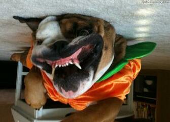 Old English Bulldog Pics HD Photo Wallpaper Collection