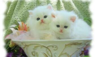 Beautiful Cats Wallpaper Cute High Definition