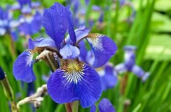 Iris Flower Wallpaper Full Desktop Background