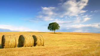 Pretty Autumn Wonderful Stunning Wheat Beautiful Straw Clouds Nice Gold Fields Corn Amazing Harvest Field Horizon Fantastic Golden Sky Tree Skyphoenixx1 Awesome Nature After The G Wallpaper