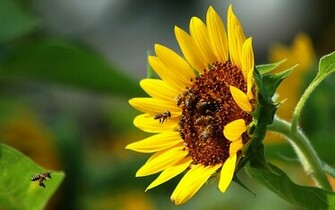 HD Wallpaper Bees