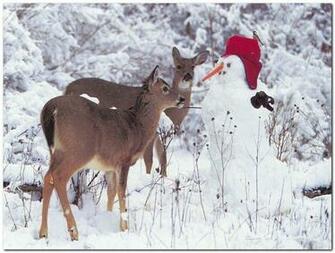 Christmas Animals Wallpaper Coloring