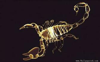Wallpaper X Ray World Scorpion
