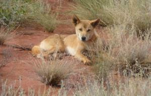 Dingo Wallpaper Background