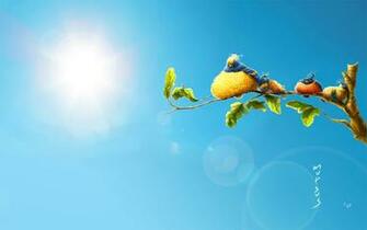Sun Birds Wallpaper HD