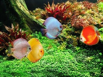Welcome To Online Discus Fish Wallpaper