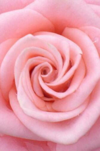 iPhone Wallpaper A Rose Tjn