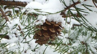 Mlewallpaper Snowy Pine Cone I