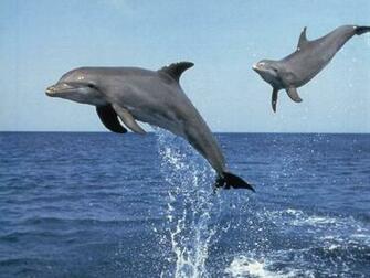 Dolphin Wallpaper HD