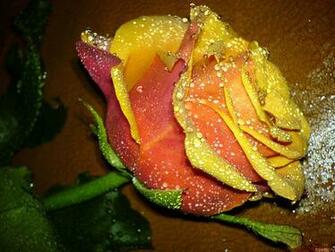 Very Beautiful Flowers Wallpaper Image X Y D Ng