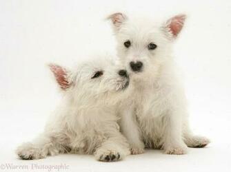 Westie West Highland Terrier Dog Desktop Wallpaper