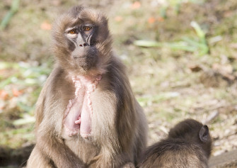Baboon Wallpaper Image Photos Picture