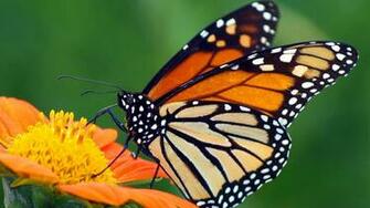 Monarch Butterfly Wallpaper