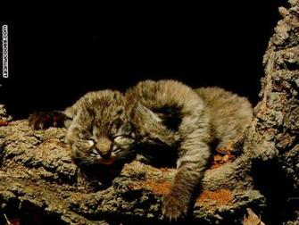 Bobcat Wallpaper