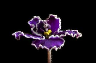 Violette Africaine Wallpaper