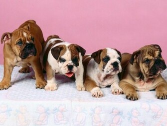 English Bulldog Pc Wallpaper