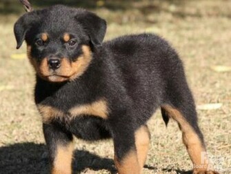 Rottweiler Puppies