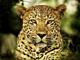 Leopard HD Wallpaper Snow