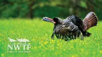 Nwtf Wallpaper High Resolution