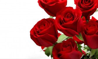 A Close Of Pink Rose Wallpaper