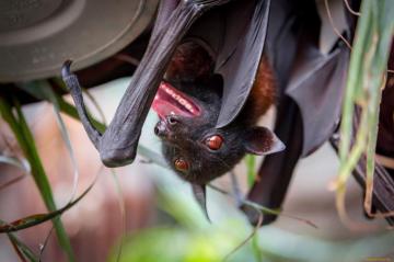 Bat HD Wallpaper Background Image