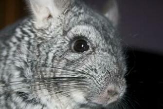 Chinchilla Close Up By Dpluss