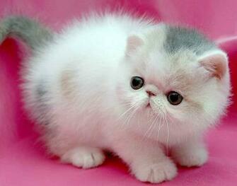 Pink Background Wallpaper And Image Pictures Photos