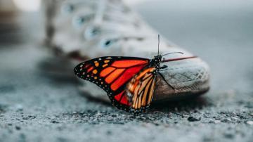 Cute Butterfly On Shoes 4k Wallpaper HD