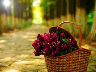 Tulips Flowers Basket One HD Wallpaper Pictures Background