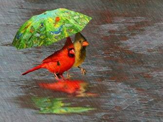 April Showers Wallpaper