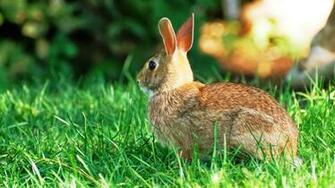 Cute Bunny Rabbit Desktop Wallpaper Zibrato