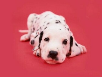 Dalmatian Wallpaper