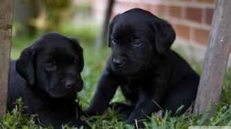 Cute Labrador Puppies Wallpaper